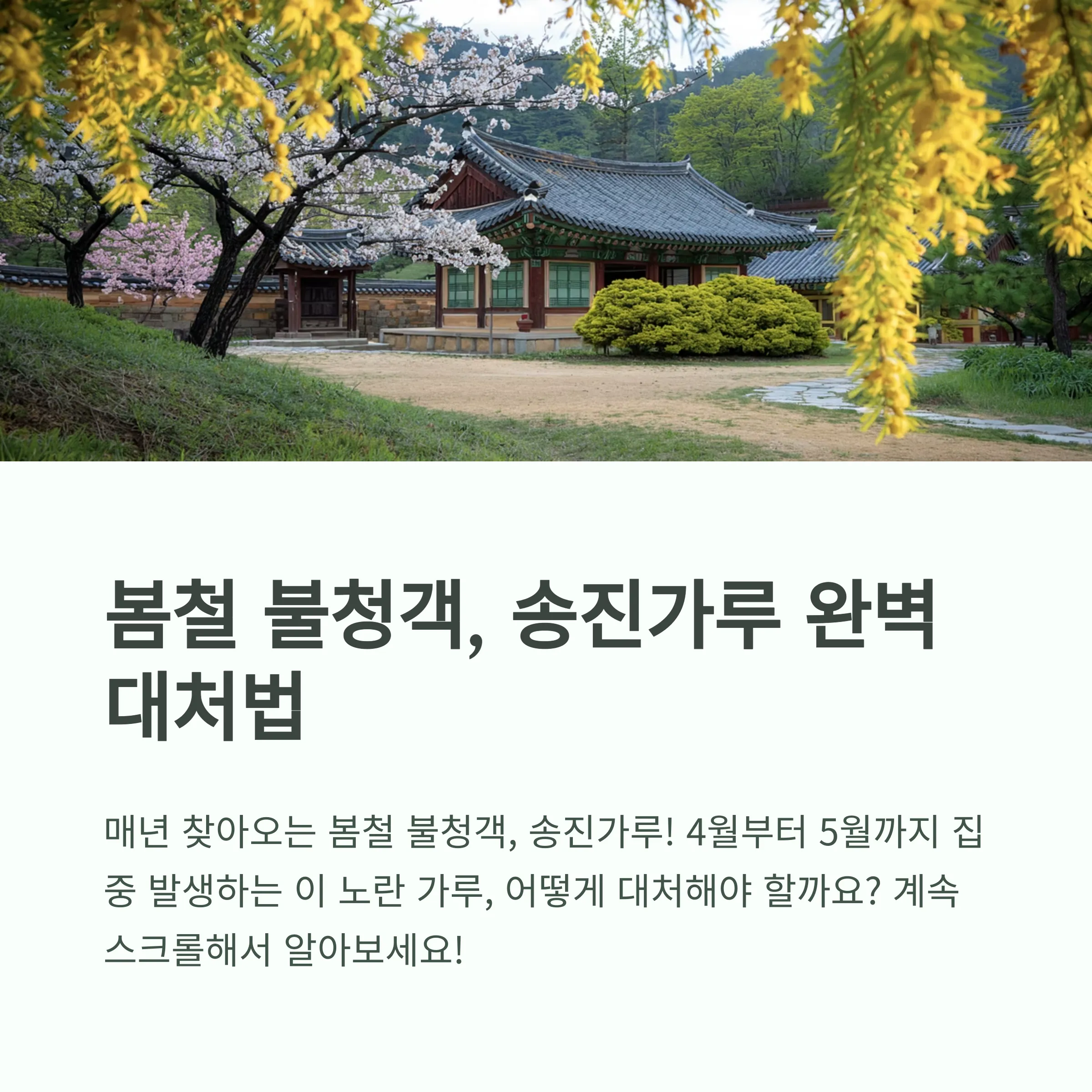 송진가루 날리는시기