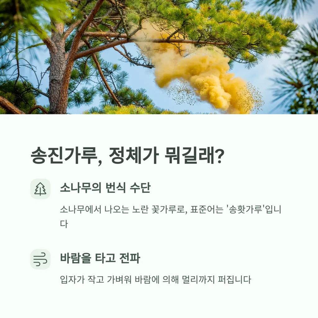 송진가루 날리는 시기, 피해방지 방법 3 2
