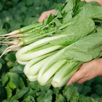 6시 내고향 포천 열무 택배 주문 방법 및 업체 상세 안내