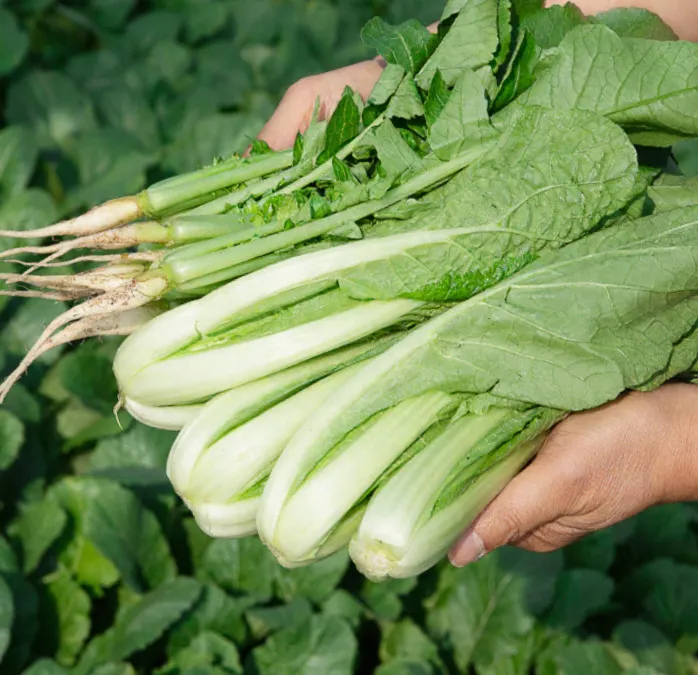 6시 내고향 포천 열무 택배 주문 방법 및 업체 상세 안내