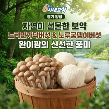 6시내고향 경기 양평 느티만가닥버섯 노루궁뎅이버섯 자연이 선물한 보약 완이팜의 신선한 풍미