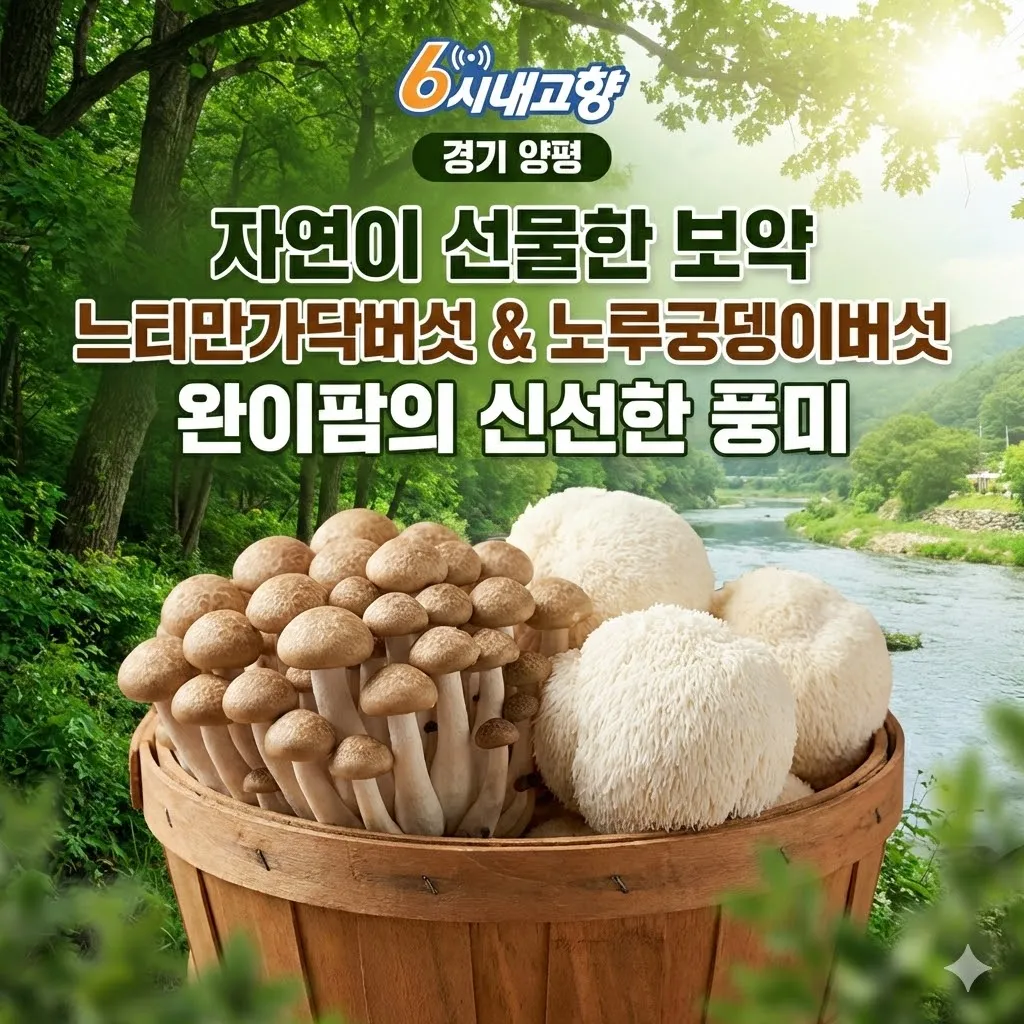 6시내고향 경기 양평 느티만가닥버섯 노루궁뎅이버섯 자연이 선물한 보약 완이팜의 신선한 풍미
