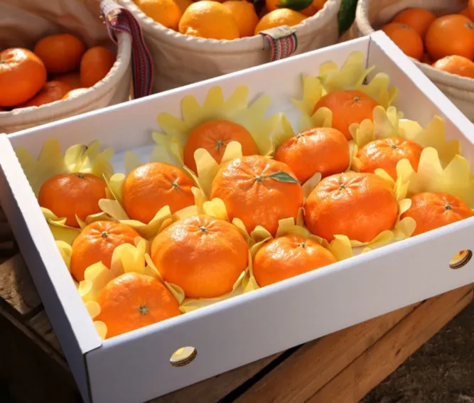 6시내고향 제주 금귤 택배 주문 방법 서귀포 표선 제주안에 가격 및 보관법 정리