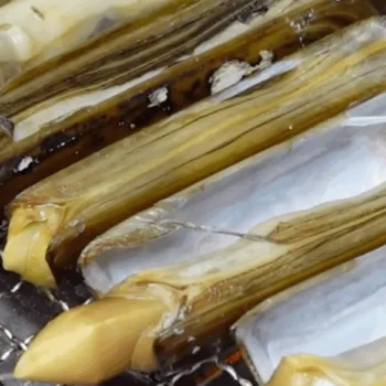 6시내고향 충남 태안 대맛조개 서해안 갯벌에서 갓 잡아 올린 싱싱함! 하늘색청년 산지직송 택배 주문 안내