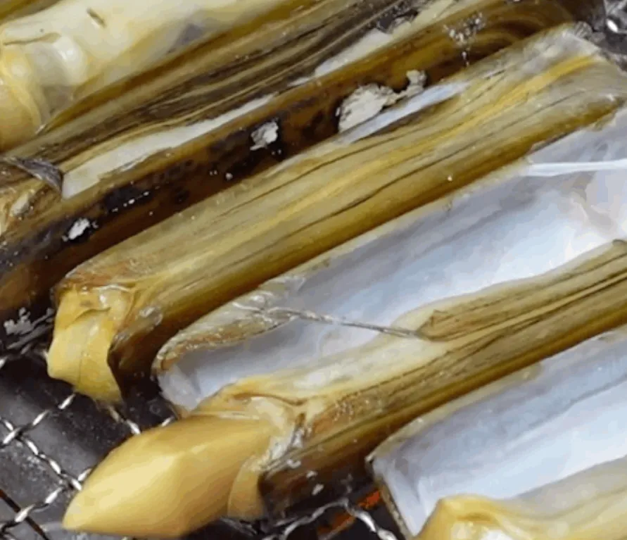 6시내고향 충남 태안 대맛조개 서해안 갯벌에서 갓 잡아 올린 싱싱함! 하늘색청년 산지직송 택배 주문 안내