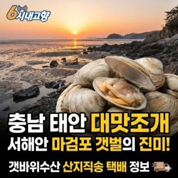 6시내고향 충남 태안 대맛조개 서해안 마검포 갯벌의 진미! 갯바위수산 산지직송 택배 정보