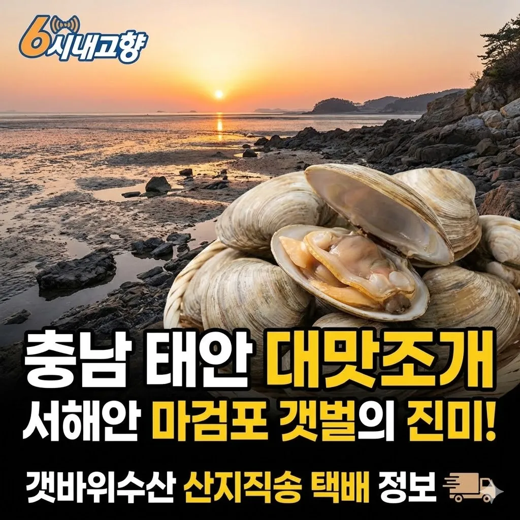 6시내고향 충남 태안 대맛조개 서해안 마검포 갯벌의 진미! 갯바위수산 산지직송 택배 정보
