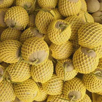 6시내고향 충남 홍성 함안 멜론, 산지직송으로 즐기는 고당도 네트멜론의 달콤한 유혹