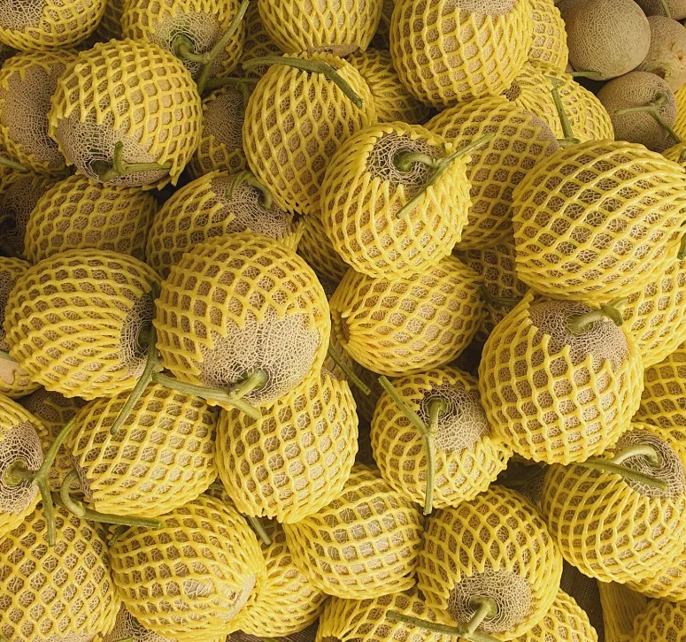 6시내고향 충남 홍성 함안 멜론, 산지직송으로 즐기는 고당도 네트멜론의 달콤한 유혹