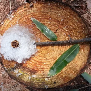 6시내고향 평창 숲놀이터 이안의 숲 체험 위치 및 상세 정보 안내