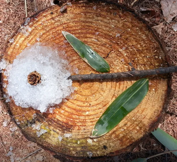 6시내고향 평창 숲놀이터 이안의 숲 체험 위치 및 상세 정보 안내