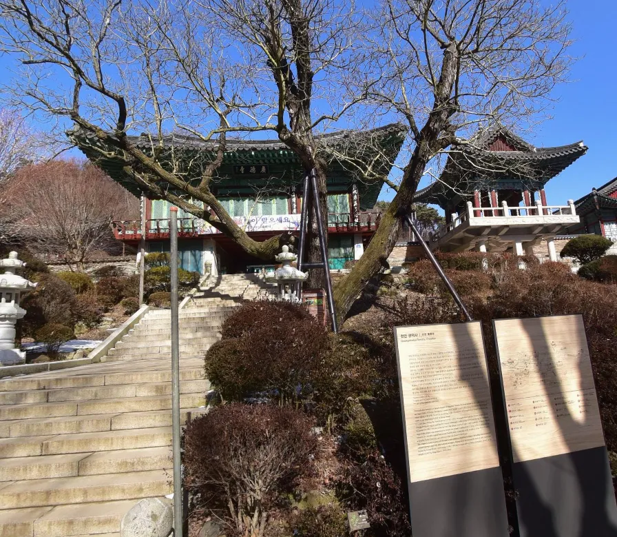 생생정보 떠나요 이야기로 천안 광덕사 호두나무 시배지 탐방