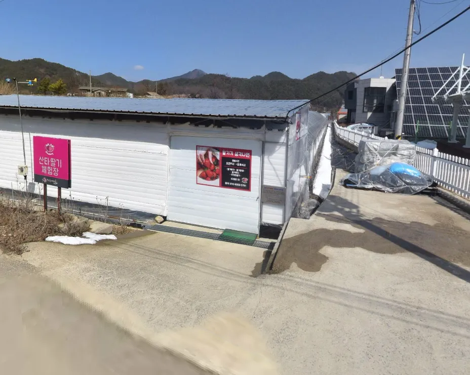 6시 내고향 봉화 딸기 택배 산타딸기체험장 주문 방법 및 방문 정보 총정리