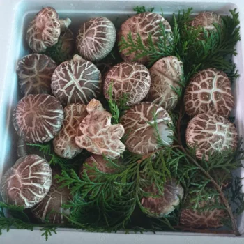 6시 내고향 완도 표고버섯 택배 주문 및 농장 위치 정보