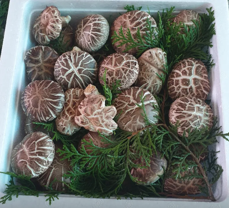 6시 내고향 완도 표고버섯 택배 주문 및 농장 위치 정보