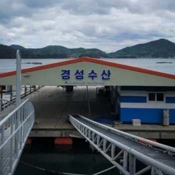 6시내고향 경남 거제 멍게 택배 주문 방법 및 경성수산 가격 위치 총정리