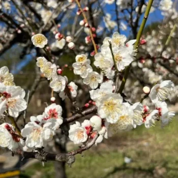 6시내고향 양산 순매원 매화꽃 축제 방문 정보 및 주차 위치 총정리