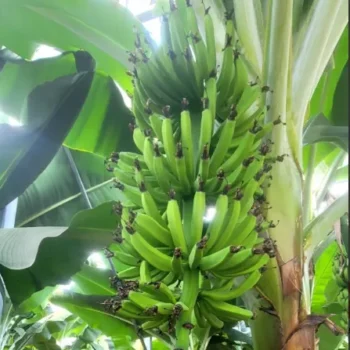 6시내고향 완도 유기농 바나나 따기 체험 위치 및 택배 주문 총정리