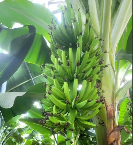 6시내고향 완도 유기농 바나나 따기 체험 위치 및 택배 주문 총정리