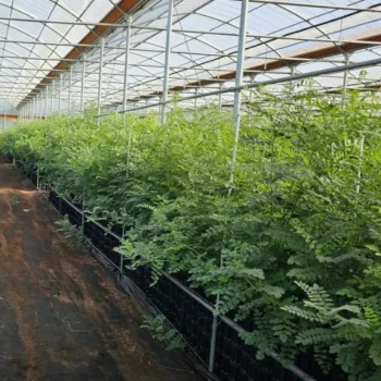 6시내고향 전북 익산 감초 케어팜 택배 주문 및 방문 정보