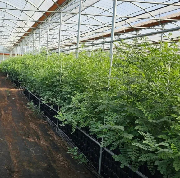 6시내고향 전북 익산 감초 케어팜 택배 주문 및 방문 정보