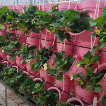 6시내고향 청도 딸기 주말농장 볼빨간 딸기 농장 위치 및 방문 방법