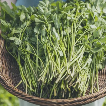 6시내고향 청도 미나리 택배 주문 방법 및 미래농장 위치 가격 상세 안내