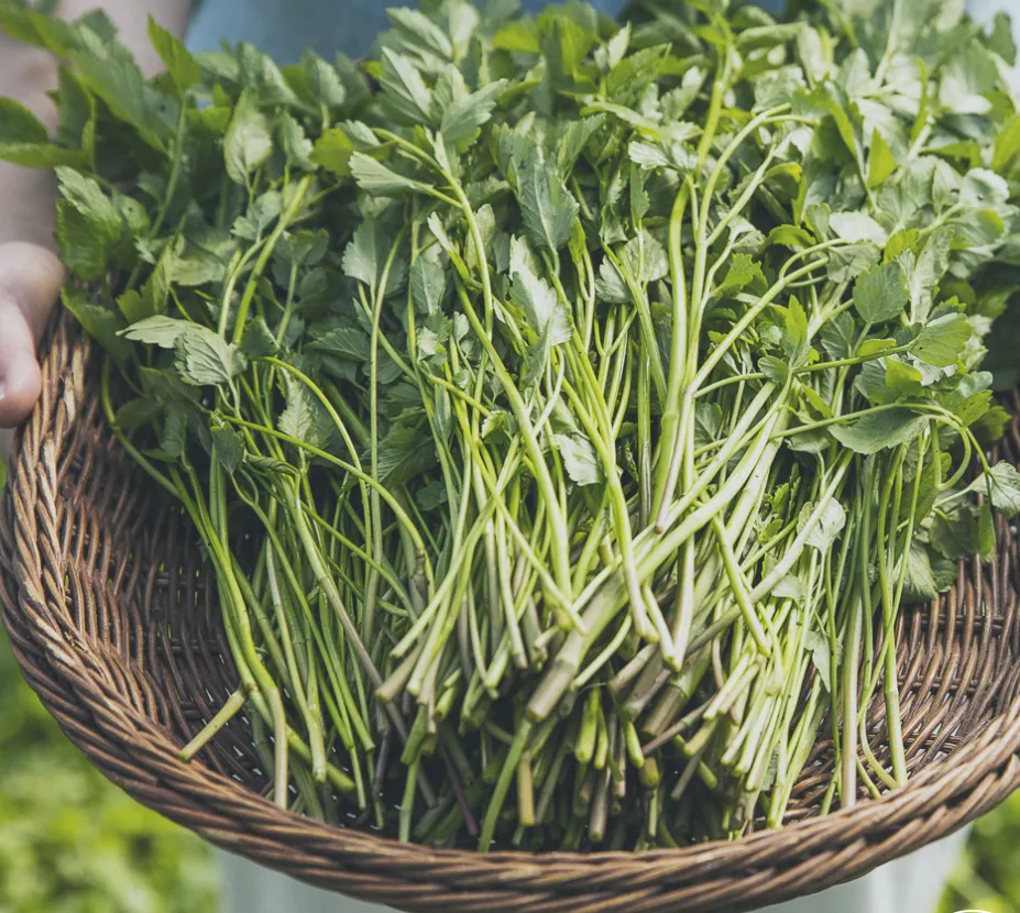 6시내고향 청도 미나리 택배 주문 방법 및 미래농장 위치 가격 상세 안내