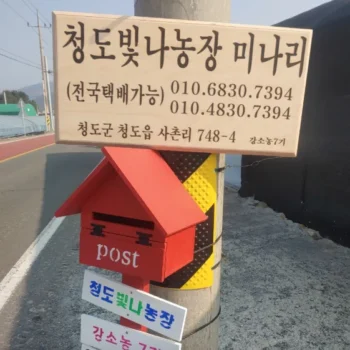 생생정보 청도 미나리 택배 주문 방법 및 빛나농장 방문 정보 총정리