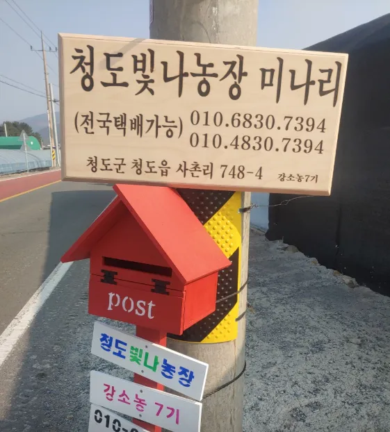 생생정보 청도 미나리 택배 주문 방법 및 빛나농장 방문 정보 총정리