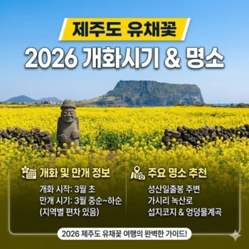 제주도 유채꽃 개화시기 2026 명소 및 만개일 총정리